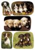 Schmucketikett Hundewelpenfotos 15 Stück